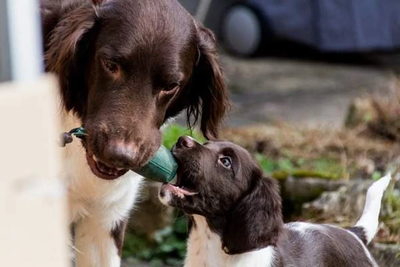 Wunschtraum Hund image