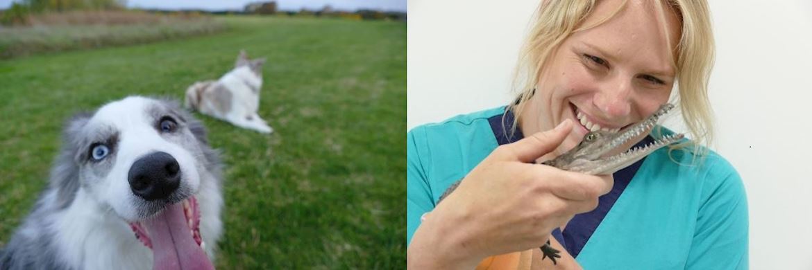 Highton vet clinic Updated 2020