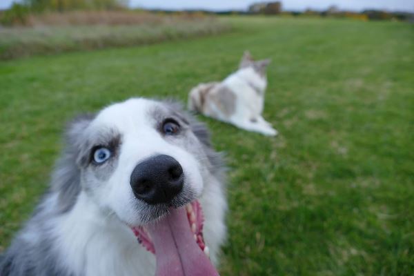 Rippleside vet clinic Updated 2020