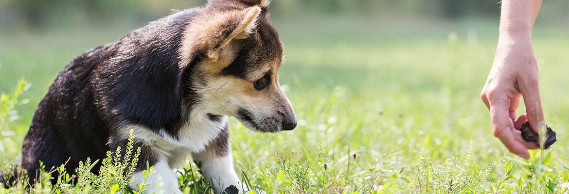 North geelong vet clinic Updated 2020