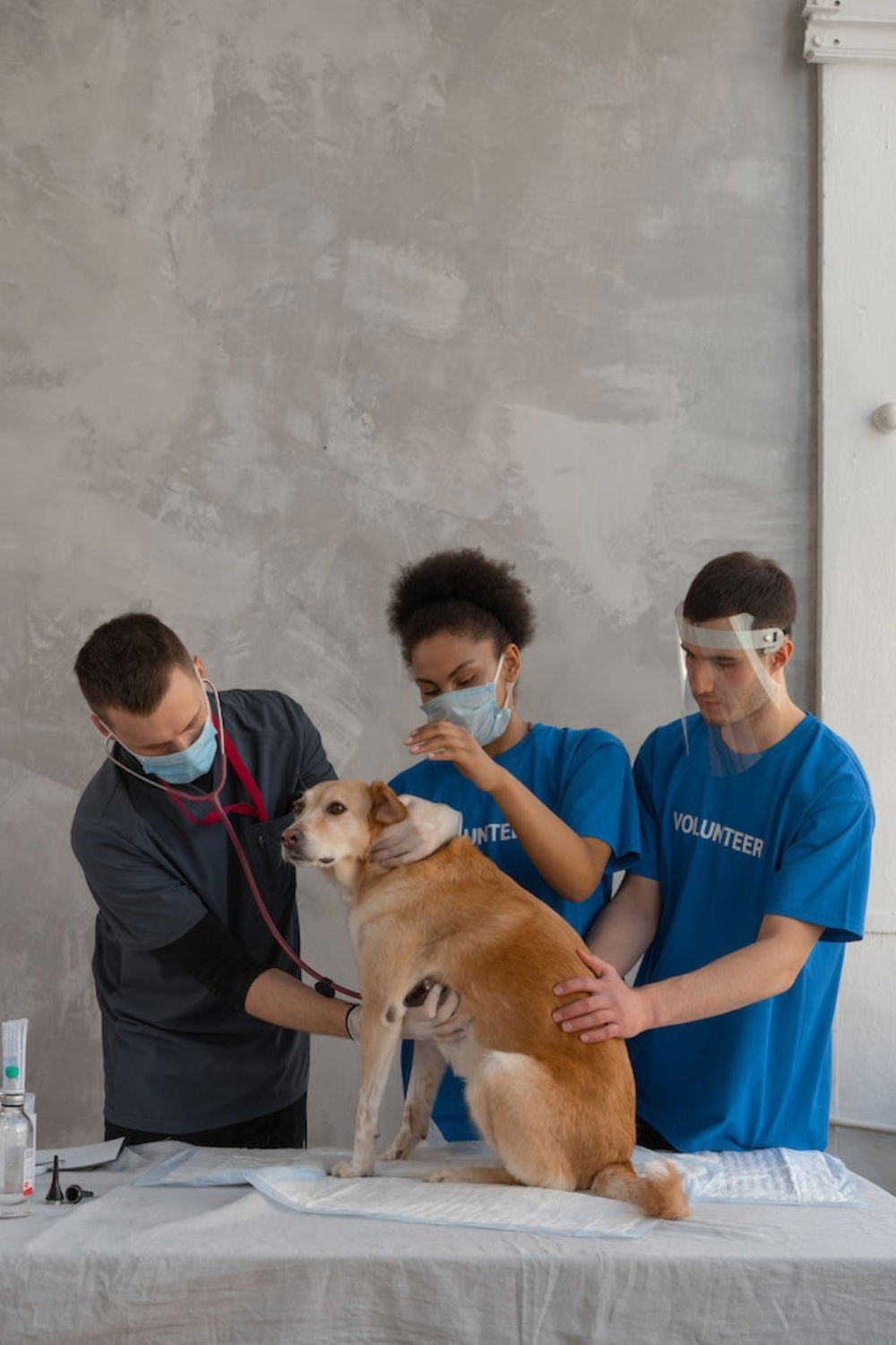 Keeping Your Pets Healthy and Happy: Little River Vet Clinic