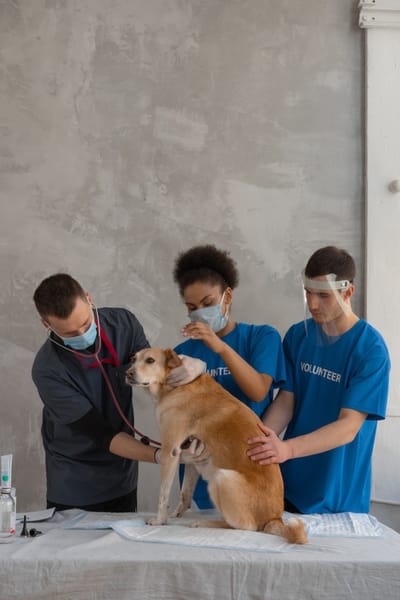 Keeping Your Pets Healthy and Happy: Little River Vet Clinic