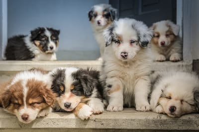 Factors to Consider When Buying a Puppy image