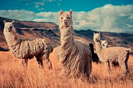 FLORA Y FAUNA DE ESPINAR