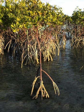 The Grey Mangrove