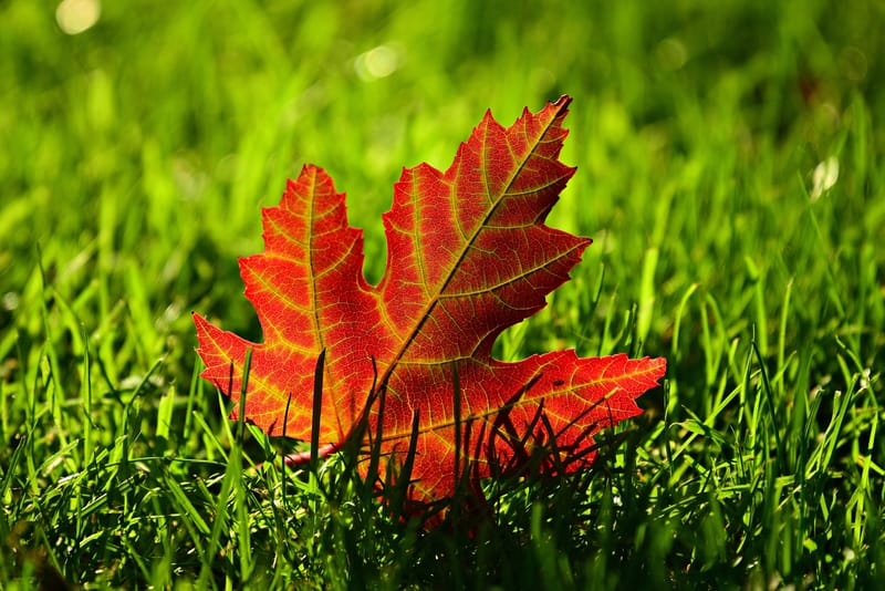 Leaf clearing