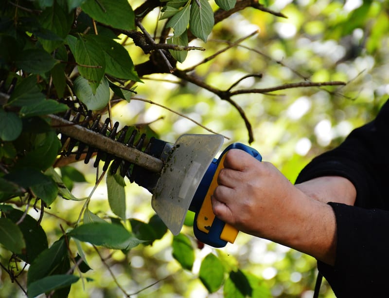 Hedge Cutting / Trimming