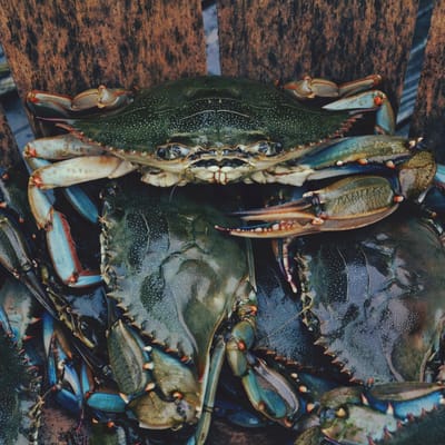 Tips for Purchasing Steamed Crabs near Me image