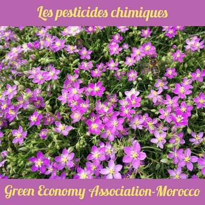 لنحل هو الضحية الأولى