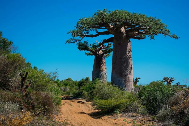 ESCAPADE DU GRAND SUD MALAGASY