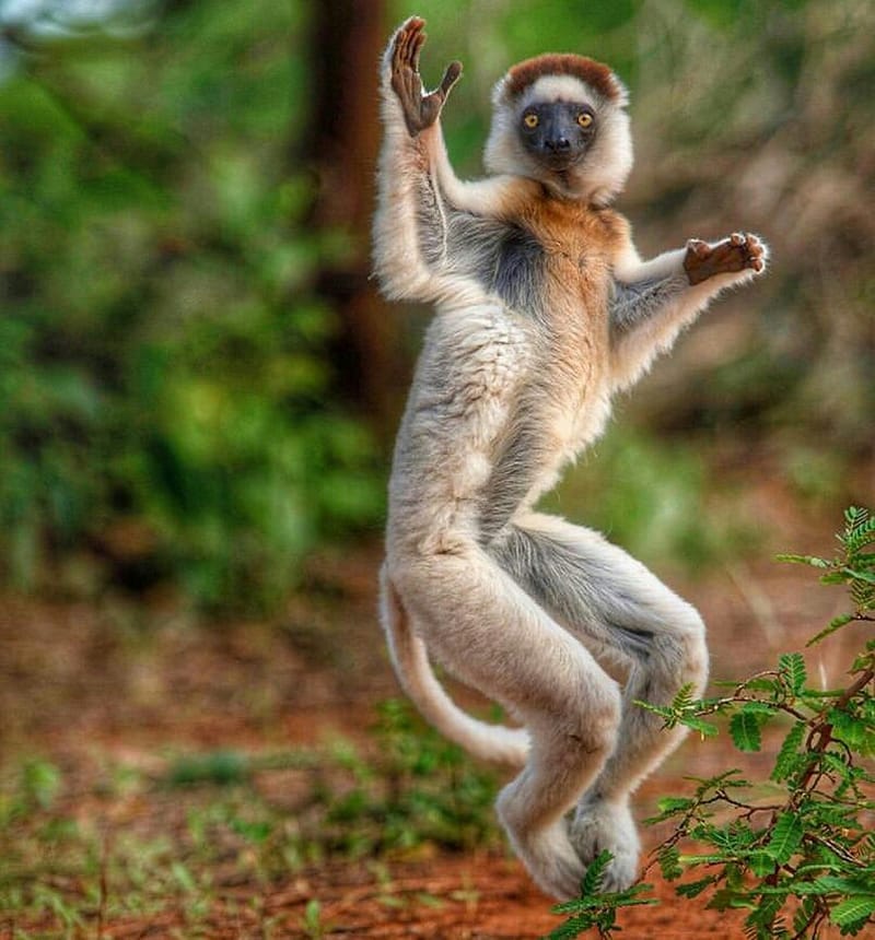 MADAGASCAR : UN SANCTUAIRE VIVANT DE LA NATURE