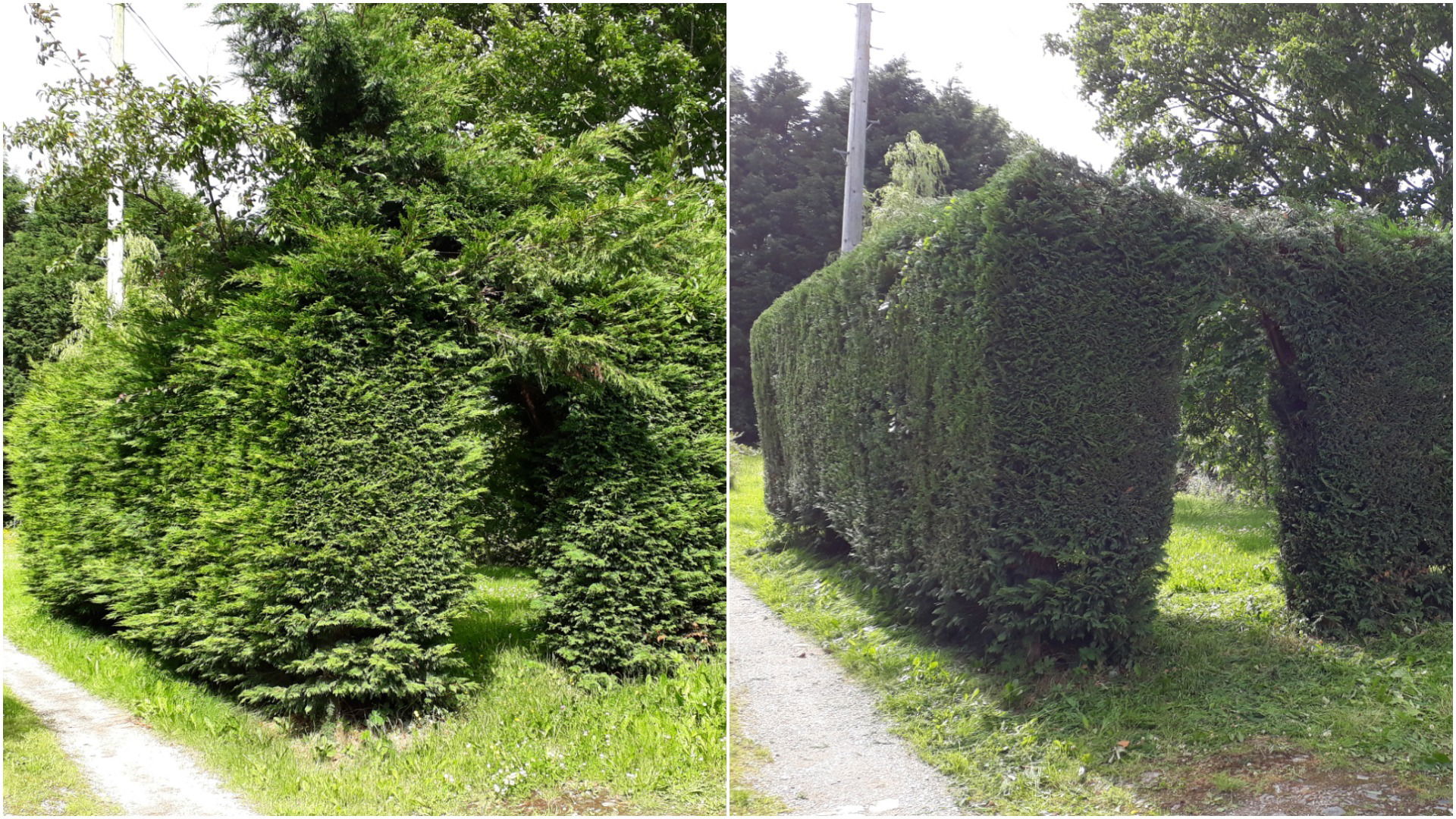 Hedge Cutting