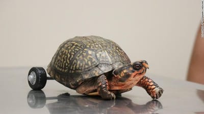 ‘PEDRO’, LA TORTUGA QUE CAMINA DE CON PIEZAS DE LEGO