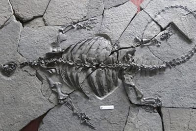 DESCUBREN UNA ESPECIE EXTINTA DE TORTUGA SIN CAPARAZÓN