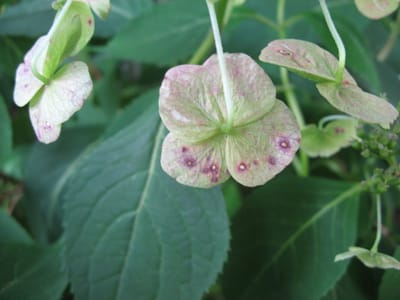 האם שתיית חליטת עלי הצמח Hydrangea serrata הם האנטי אייג'ינג החדש שלכם?