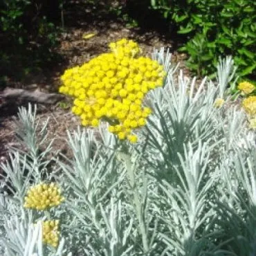 חי עד: דם המכבים האיטלקי או הליקריסום איטלקי לטיפול בדלקתיות העור