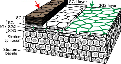 כיצד מצליחים תאי העור להיצמד למרות נשילת התאים המתים