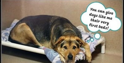 Kuranda ShelterBeds image