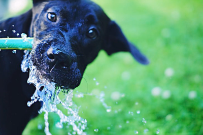How to Keep Your Pet Healthy and Hydrated