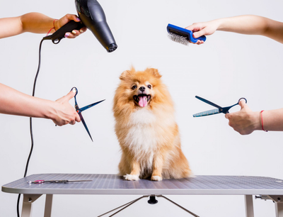 Grooming Tips for Your Dog At Home