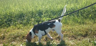 Die Rasse Beagle image