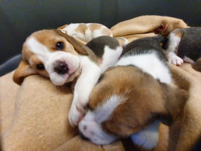 Alle Welpen sind vergeben!!!