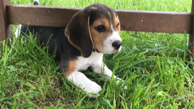 Nächste Generation für unsere Zucht