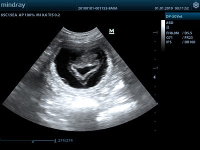 Kisha ist trächtig!