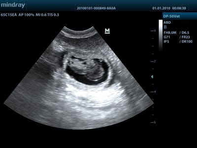 Gaia ist trächtig :-)