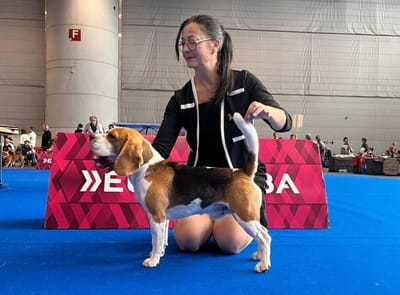 Der erfolgreichste Beagle of Seeking Shadows