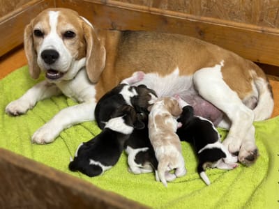 Ufff...Der Kingslike-Litter ist gelandet!