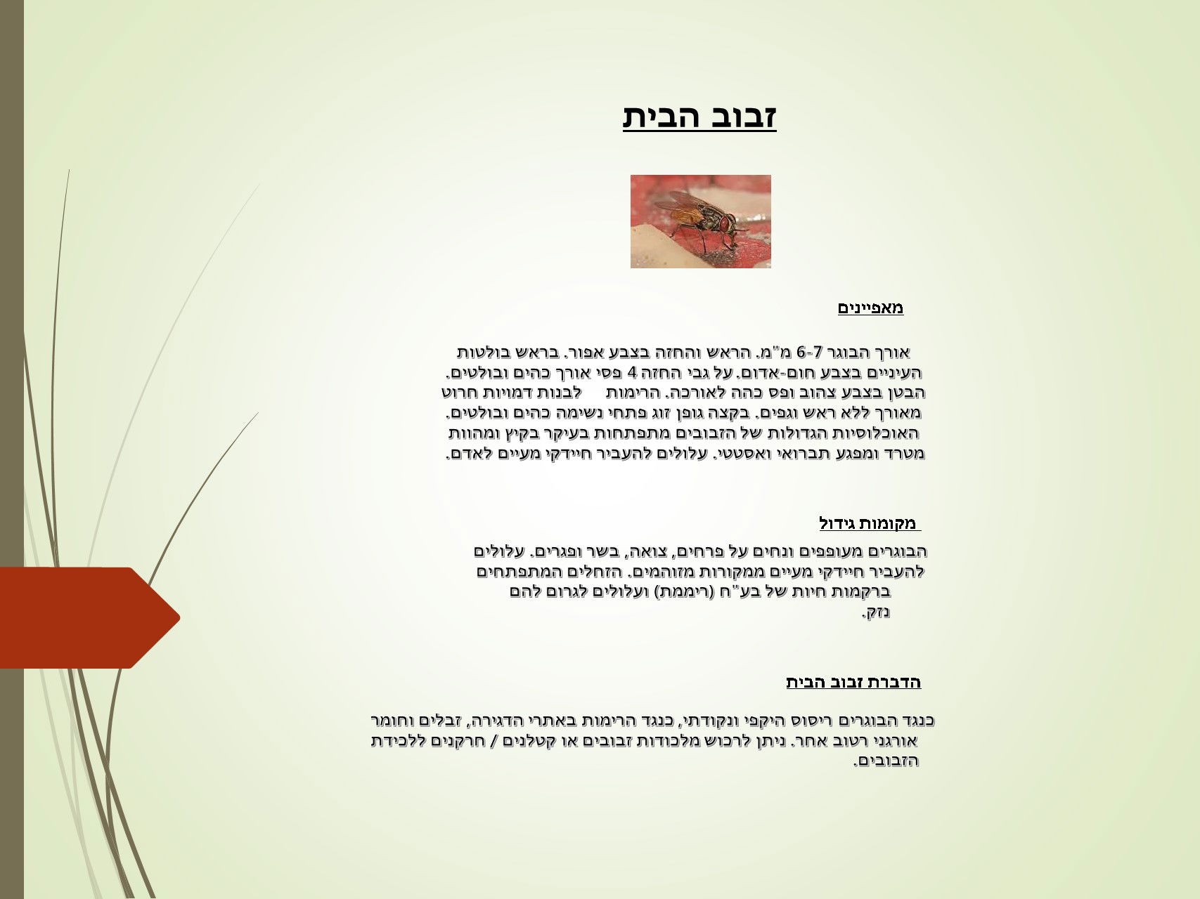 מדביר זבוב הבית