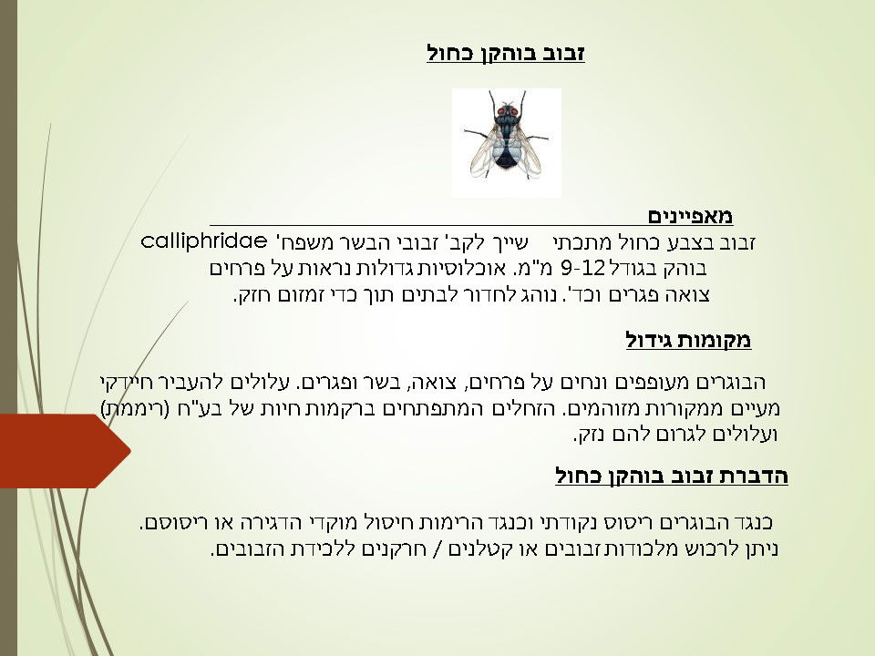 מדביר זבוב בוהקן כחול