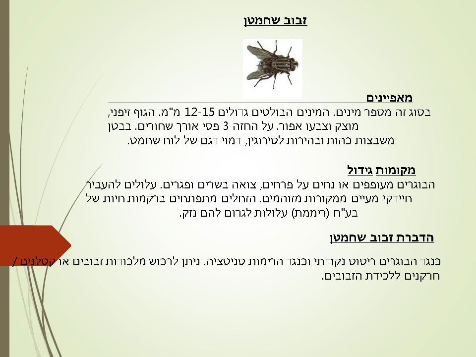 מדביר זבוב שחמטן