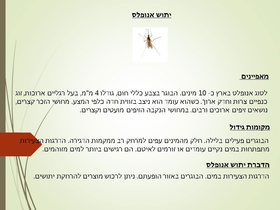 מדביר יתושים אנופלס
