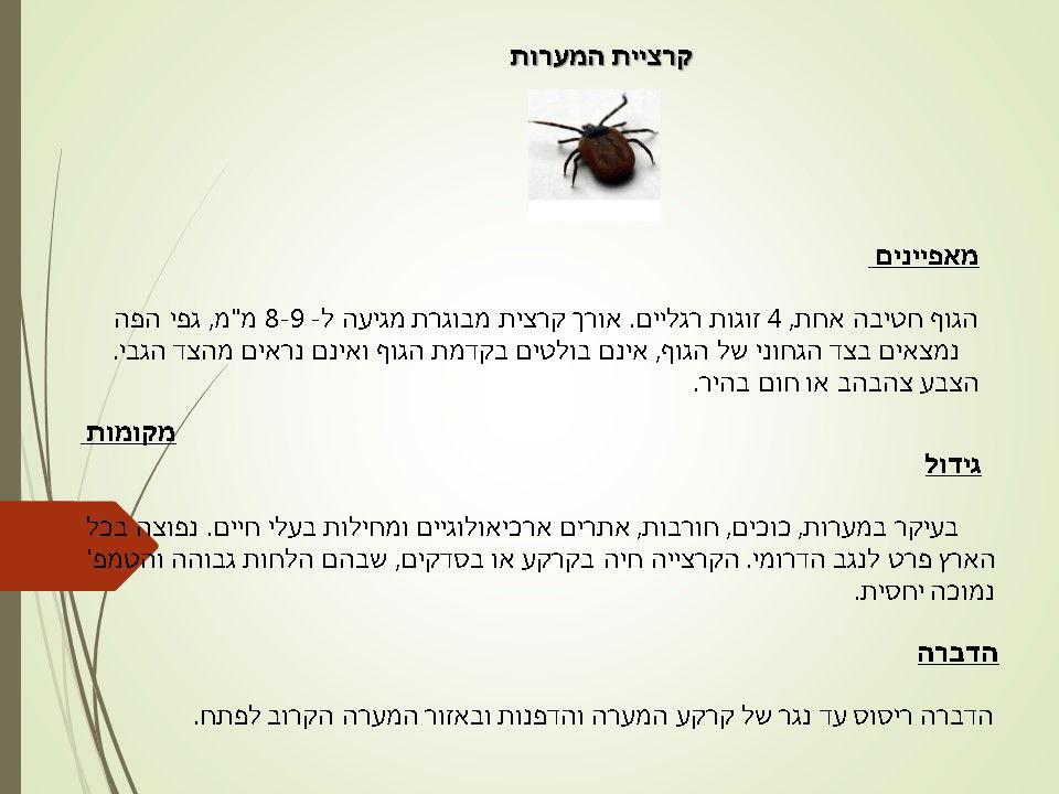 מדביר קרציית המערות