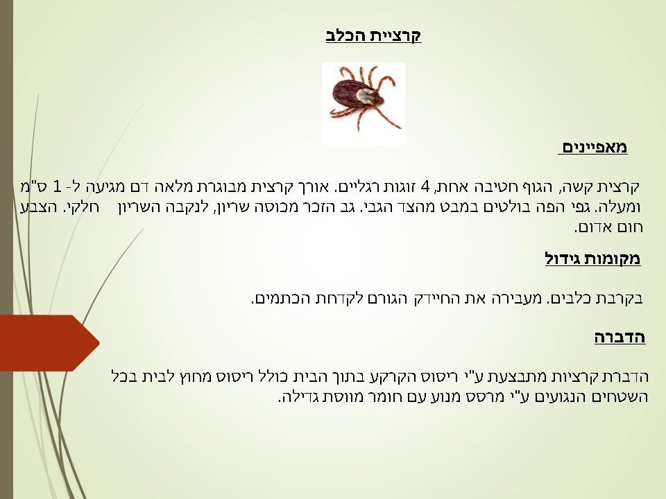 הדברת קרציית הכלב