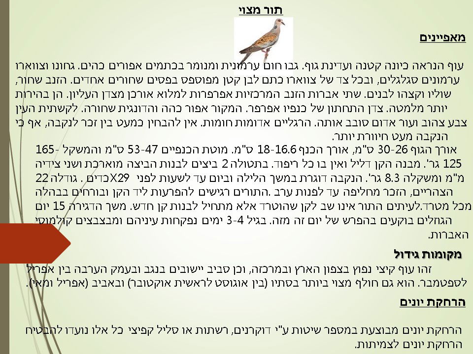 מדביר ומרחיק יונים תור מצוי