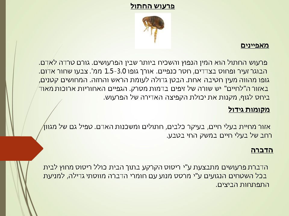מדביר פרעושים פרעוש החתול