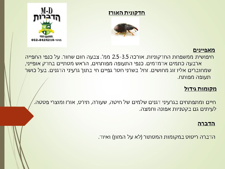 מדביר חדקונית האורז