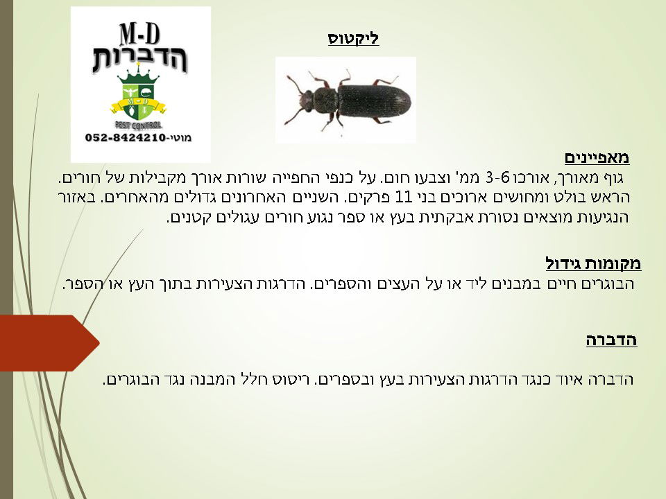 מדביר הדברת ליקטוס