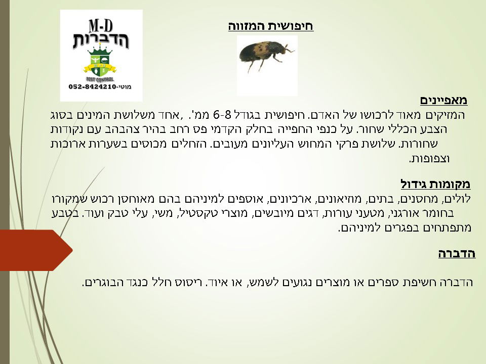 מדביר חיפושית המזווה