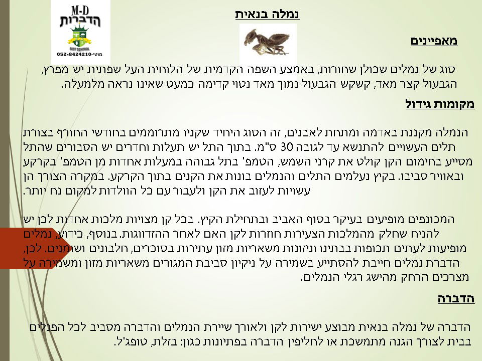 הדברת נמלה בנאית