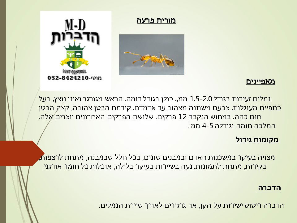 מדביר נמלת מורית פרעה