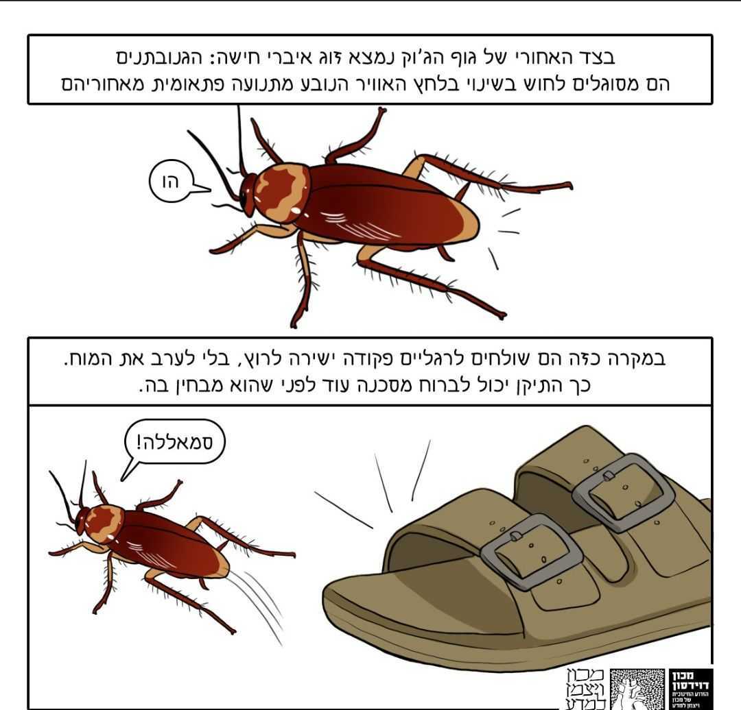 הדברת חרקים מדביר במרכז