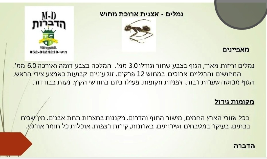 מדביר הדברה נמלת אצנית