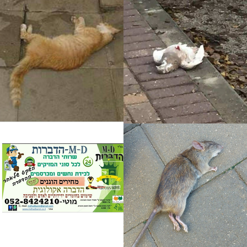 פינוי פגרים (נבלות) 24/7 וחיטוי ✅ החל מ-₪250