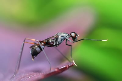 pestcontrolguide image