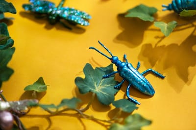 pestcontrolblog image