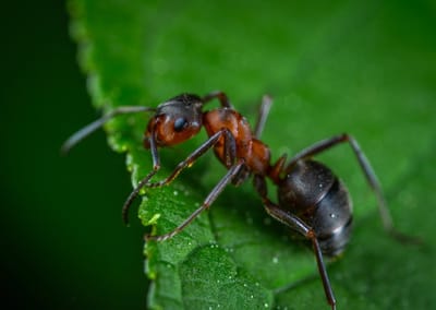 pestcontrolzine image